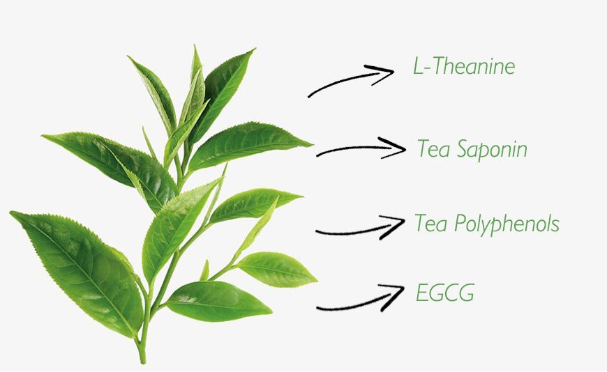 Tea Polyphenols benifit